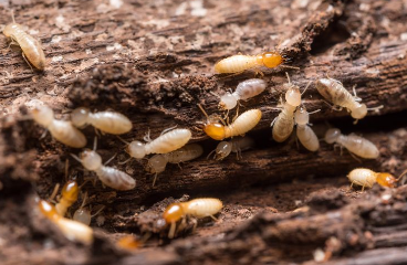 Pentingnya Jasa Anti Rayap sebagai Perlindungan Jangka Panjang Bangunan Pentingnya Jasa Anti Rayap sebagai Perlindungan Jangka Panjang Bangunan